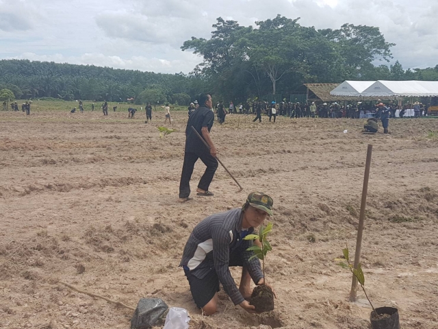 โครงการรวมใจปลูกต้นกล้ายางนา